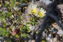 Echinomastus warnockii