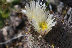 Echinomastus warnockii