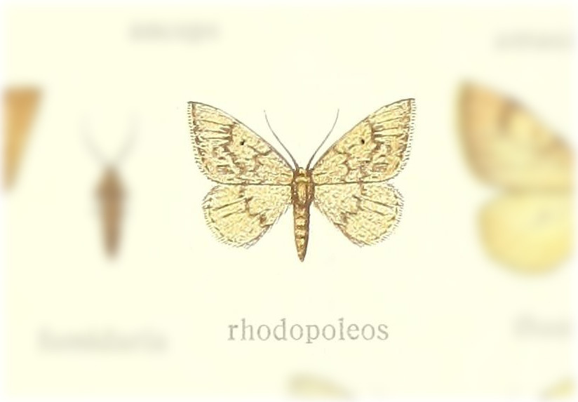 Epitherina