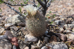 Echinomastus warnockii