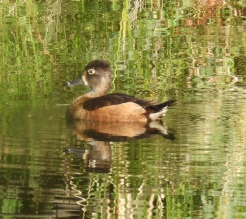 iNaturalist observation 2023-10-15