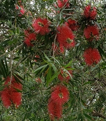 Melaleuca citrina