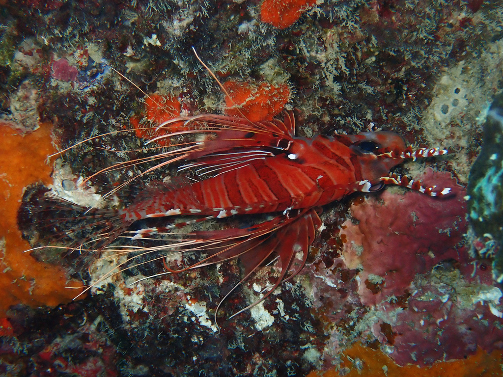 broadbarred firefish