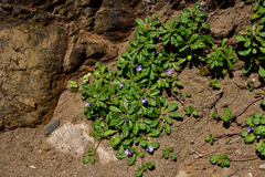 Ajuga pygmaea