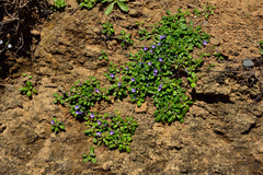Ajuga pygmaea
