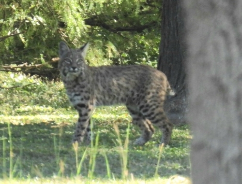 iNaturalist observation 2023-10-15