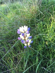 Lupinus variicolor