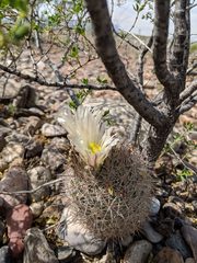 Echinomastus warnockii