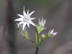 Alepidea