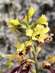 Tritoniopsis parviflora parviflora
