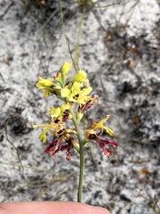 Tritoniopsis parviflora parviflora