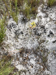 Tritoniopsis parviflora parviflora