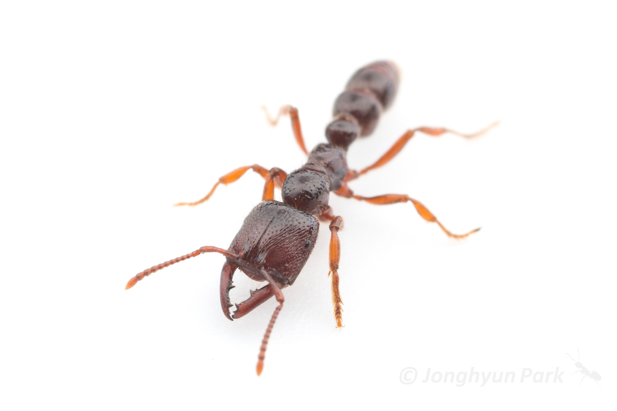 Southern Michelin Ant (Amblyopone australis) · iNaturalist