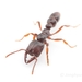 Southern Michelin Ant - Photo (c) Jonghyun Park, some rights reserved (CC BY), uploaded by Jonghyun Park