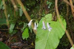 Streptocarpus wilmsii