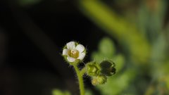 Eucrypta chrysanthemifolia bipinnatifida
