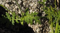 Eucrypta chrysanthemifolia bipinnatifida