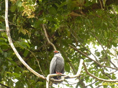 Buteogallus schistaceus