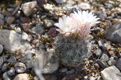 Echinomastus warnockii