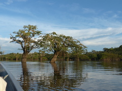 Macrolobium acaciifolium