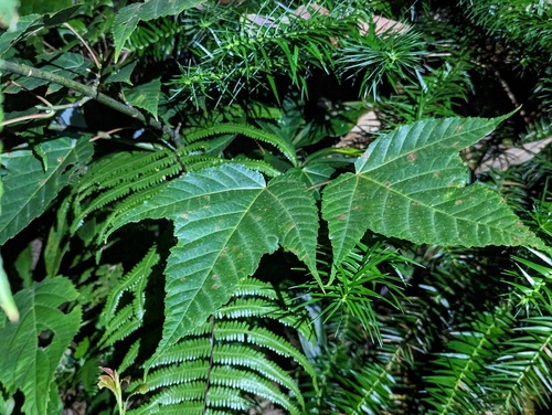 Père David's Maple
