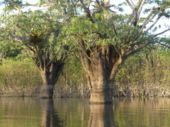 Macrolobium acaciifolium