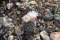 Echinomastus warnockii