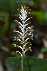 Cranichis antioquiensis