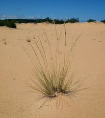 Festuca beckeri