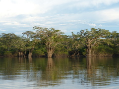 Macrolobium acaciifolium