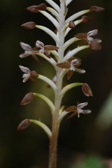 Cranichis antioquiensis