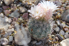 Echinomastus warnockii