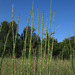 Moore's Horsetail - Photo (c) Sergey Mayorov, some rights reserved (CC BY-NC), uploaded by Sergey Mayorov