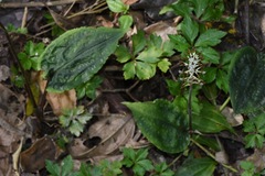 Cranichis antioquiensis