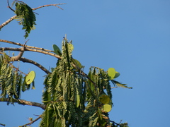 Macrolobium acaciifolium