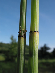 Equisetum × moorei