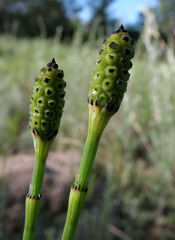 Equisetum × moorei
