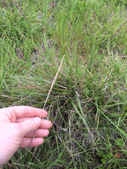 Elymus glaucus
