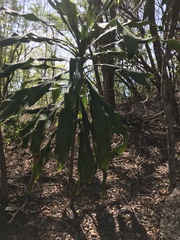 Dracaena fragrans