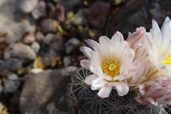 Echinomastus warnockii