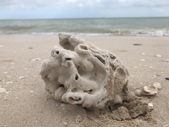 Schizoporella pungens