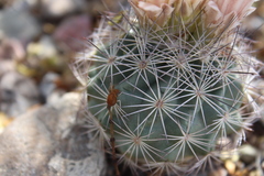 Echinomastus warnockii