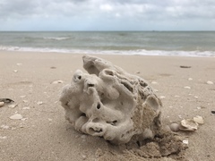 Schizoporella pungens