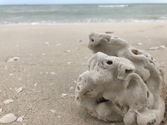 Schizoporella pungens