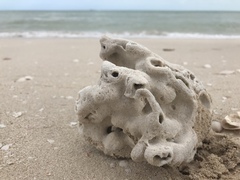 Schizoporella pungens