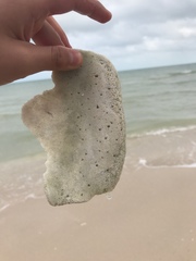 Macrostrombus costatus