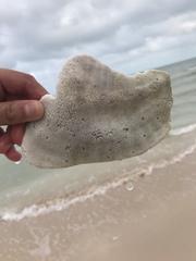 Macrostrombus costatus