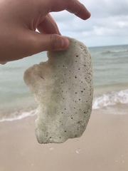 Macrostrombus costatus