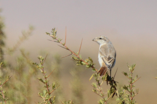 Alcaudón isabel (Lanius isabellinus)