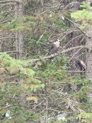 Perisoreus canadensis image